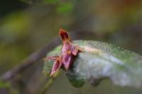 Pleurothallis coriacardia image