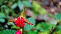 Begonia urticae image