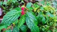 Begonia urticae image