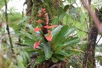 Guzmania gloriosa image