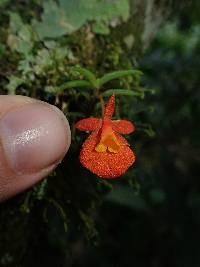 Fernandezia subbiflora image