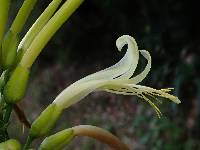 Pitcairnia trianae image