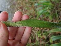 Pitcairnia trianae image