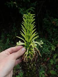 Pitcairnia trianae image