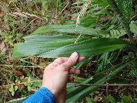 Pitcairnia trianae image