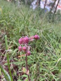 Kalanchoe laxiflora image