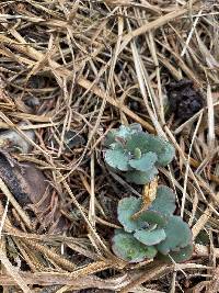 Kalanchoe laxiflora image