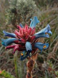 Puya eryngioides image