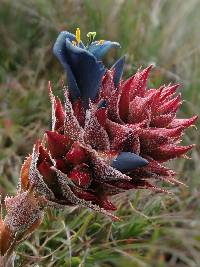 Puya eryngioides image