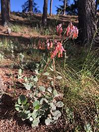 Kalanchoe laxiflora image