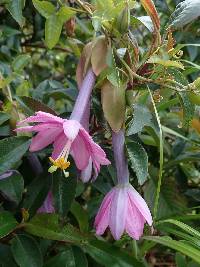 Passiflora cumbalensis image