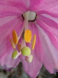 Passiflora cumbalensis image