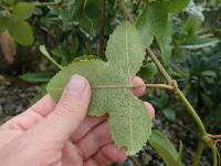 Passiflora cumbalensis image