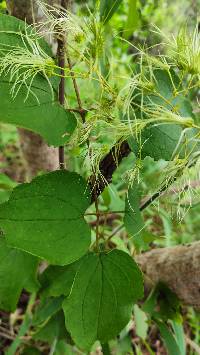 Clematis haenkeana image