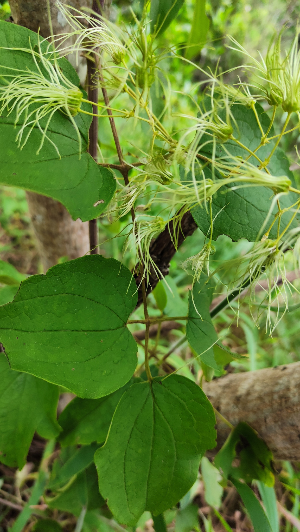 Clematis haenkeana image