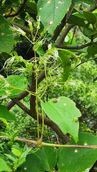 Clematis haenkeana image