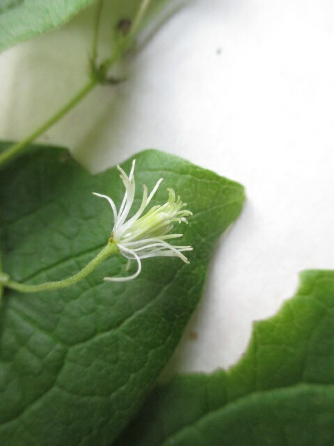 Clematis haenkeana image