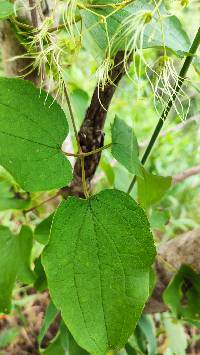 Clematis haenkeana image