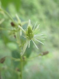 Clematis haenkeana image