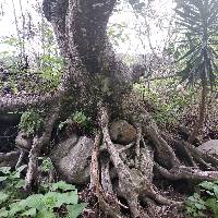 Ficus obtusifolia image