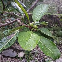 Ficus obtusifolia image