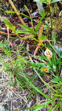 Maxillaria platyloba image