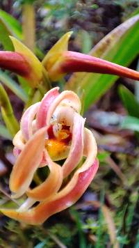 Maxillaria platyloba image