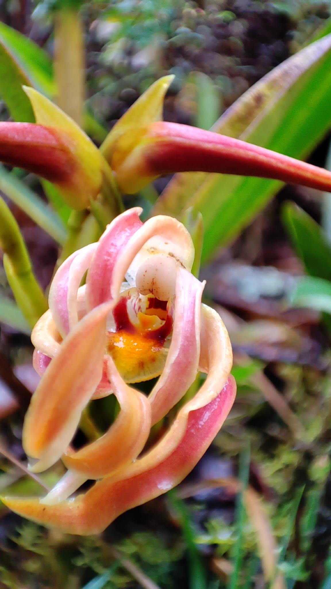 Maxillaria platyloba image