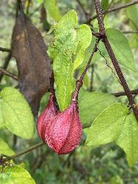 Passiflora cisnana image