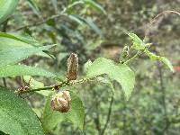 Passiflora cisnana image