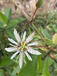 Passiflora cisnana image