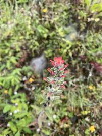 Castilleja arvensis image