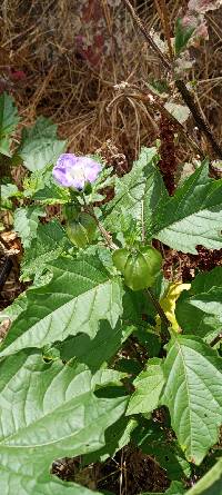 Nicandra physalodes image