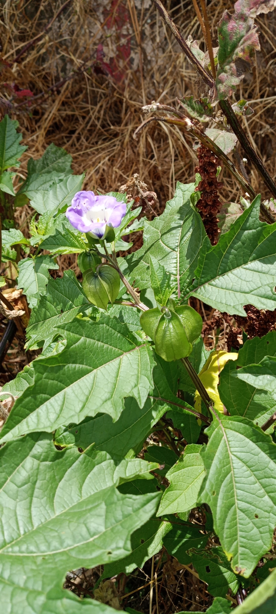 Nicandra image