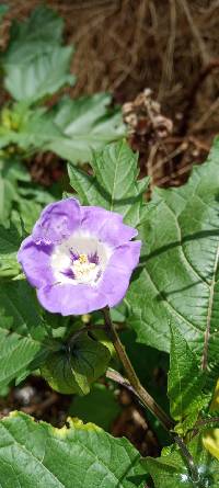 Nicandra physalodes image