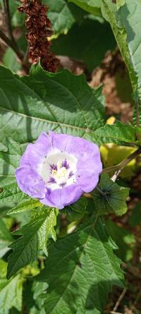 Nicandra physalodes image