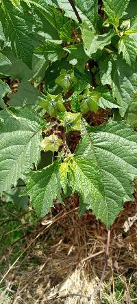 Nicandra physalodes image