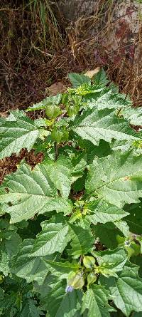 Nicandra physalodes image