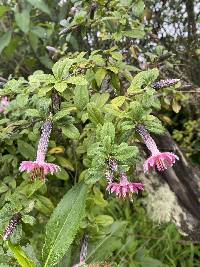 Barnadesia arborea image