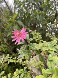 Barnadesia arborea image