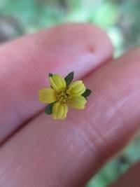 Image of Heterosperma ovatifolium