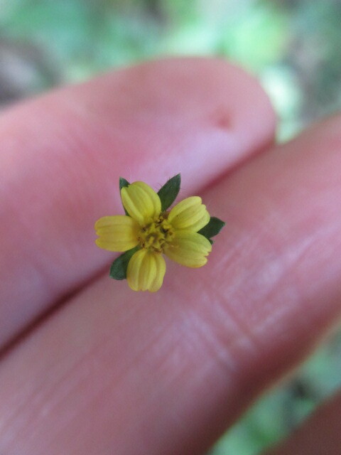 Heterosperma ovatifolium image