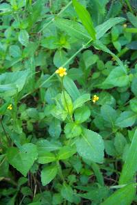 Heterosperma ovatifolium image