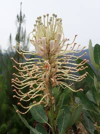 Oreocallis grandiflora image