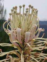 Oreocallis grandiflora image