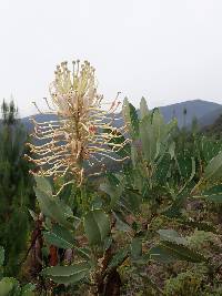 Oreocallis grandiflora image