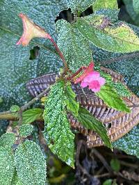 Begonia urticae image