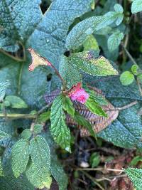 Begonia urticae image