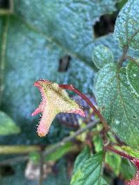 Begonia urticae image