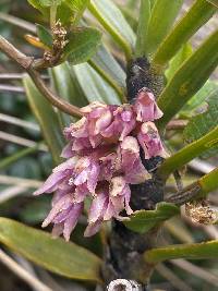 Maxillaria aggregata image